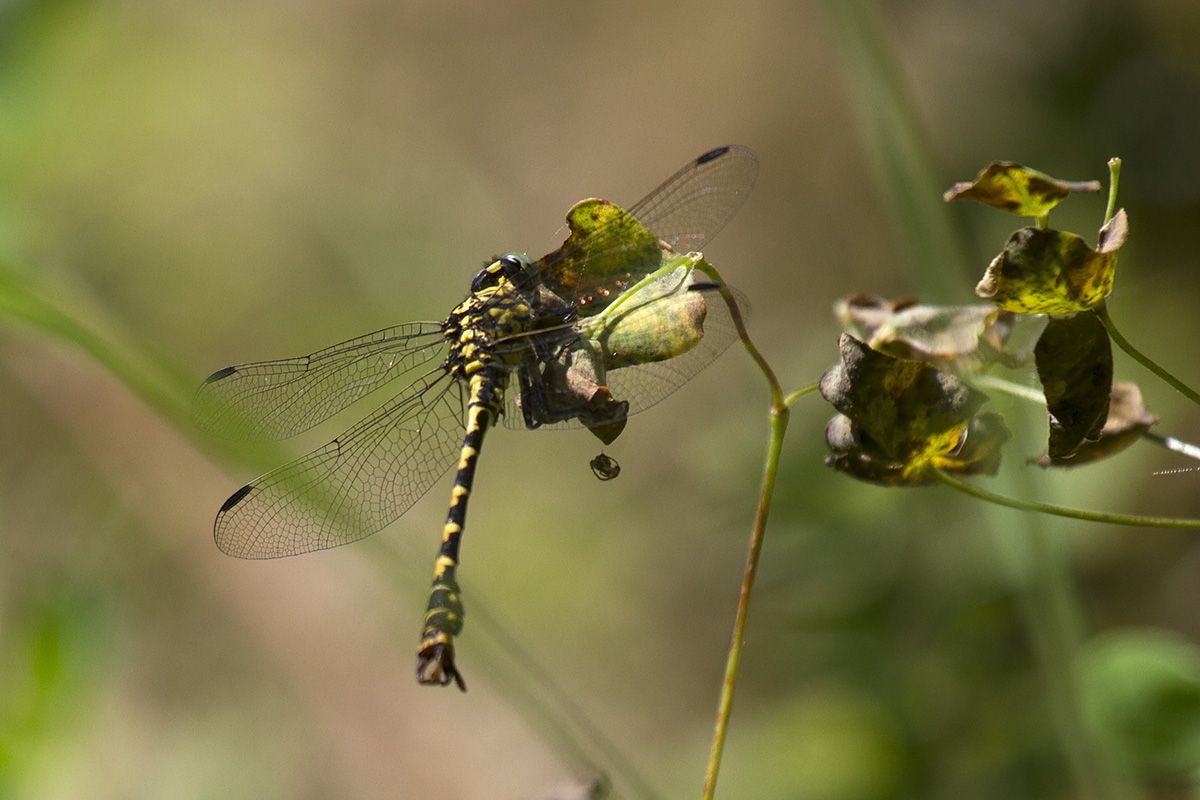 Onychogomphus forcipatus?